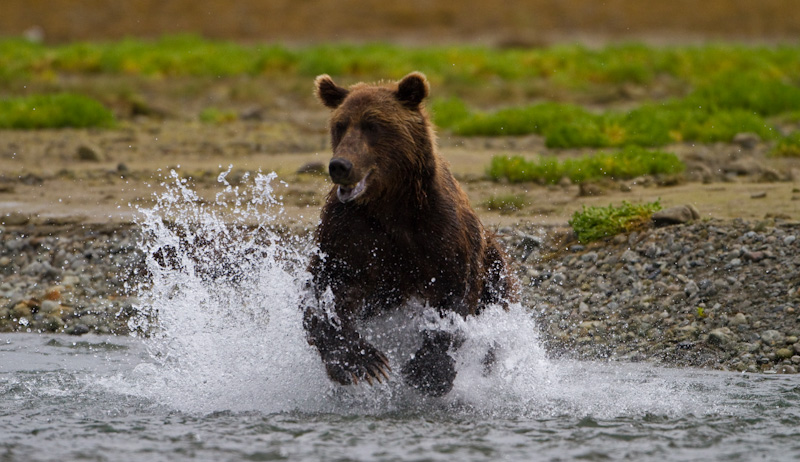 Grizzly Bear Chasing Salmon